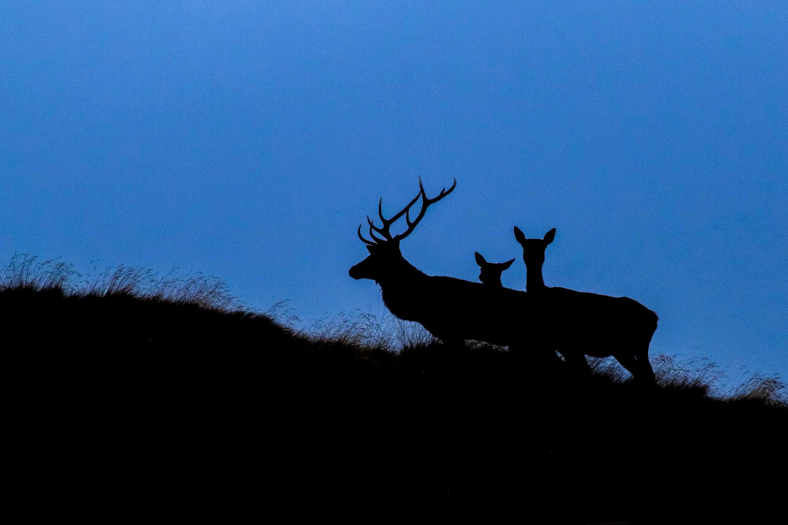 Il Bramito del Cervo di notte