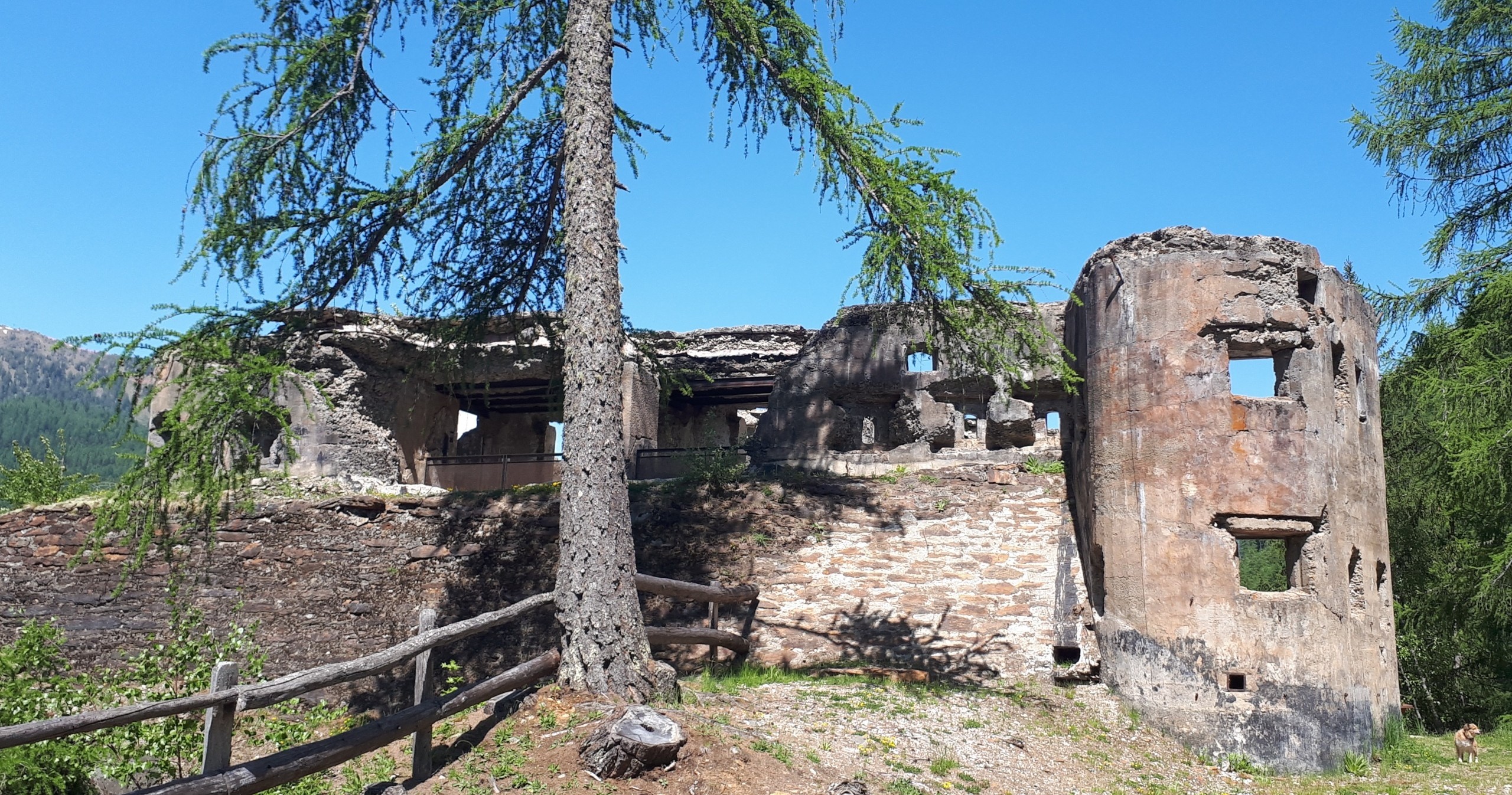 Barba di Fior che ferrata!
