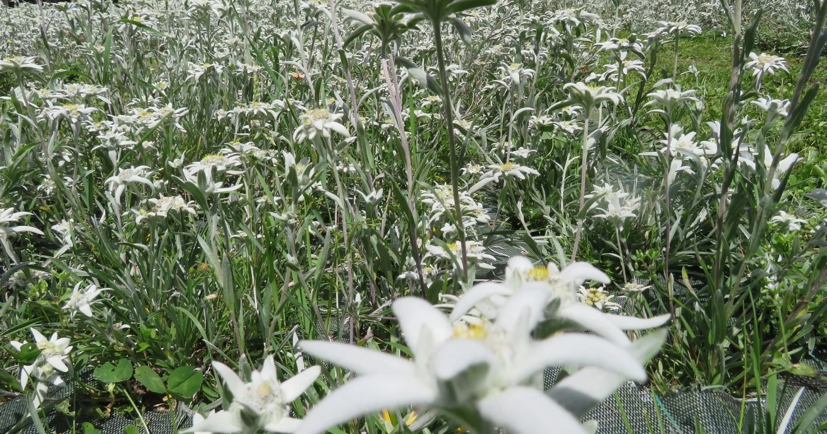 Percorso Eco Wellness Stelle Alpine