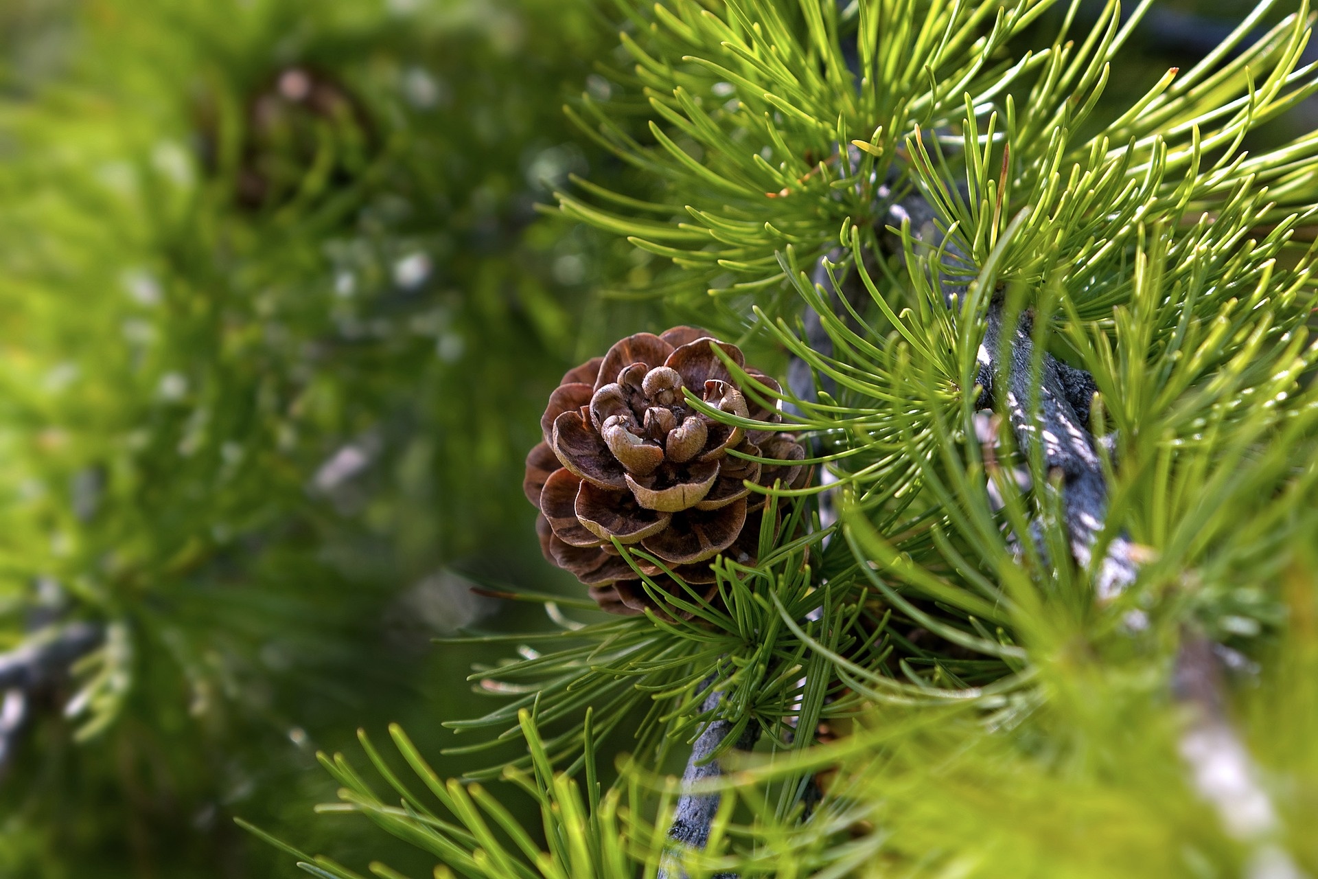 Profumo di larice: la raccolta della trementina