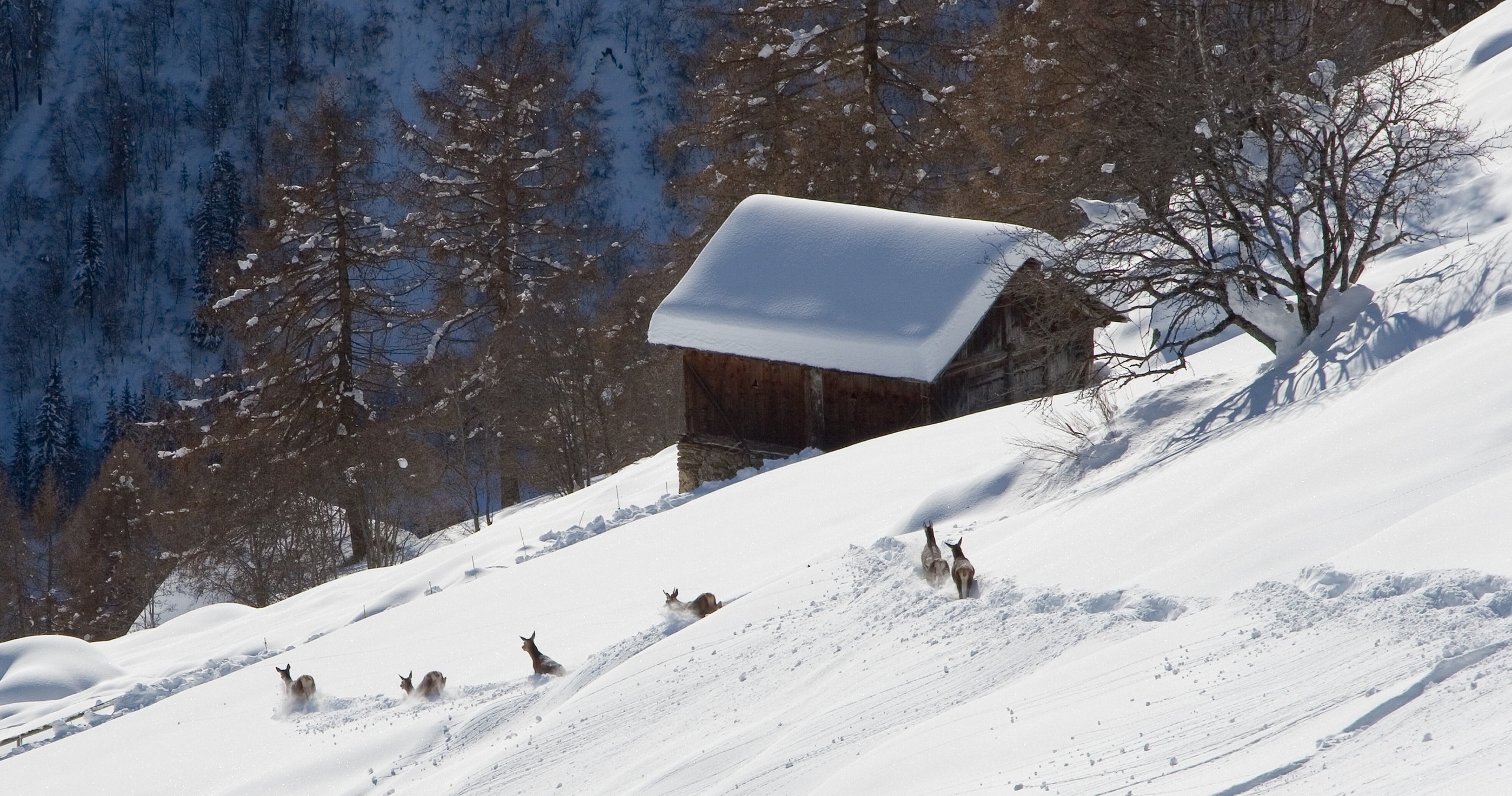 Andar per Monti - Sulle tracce degli animali del Parco - Rabbi