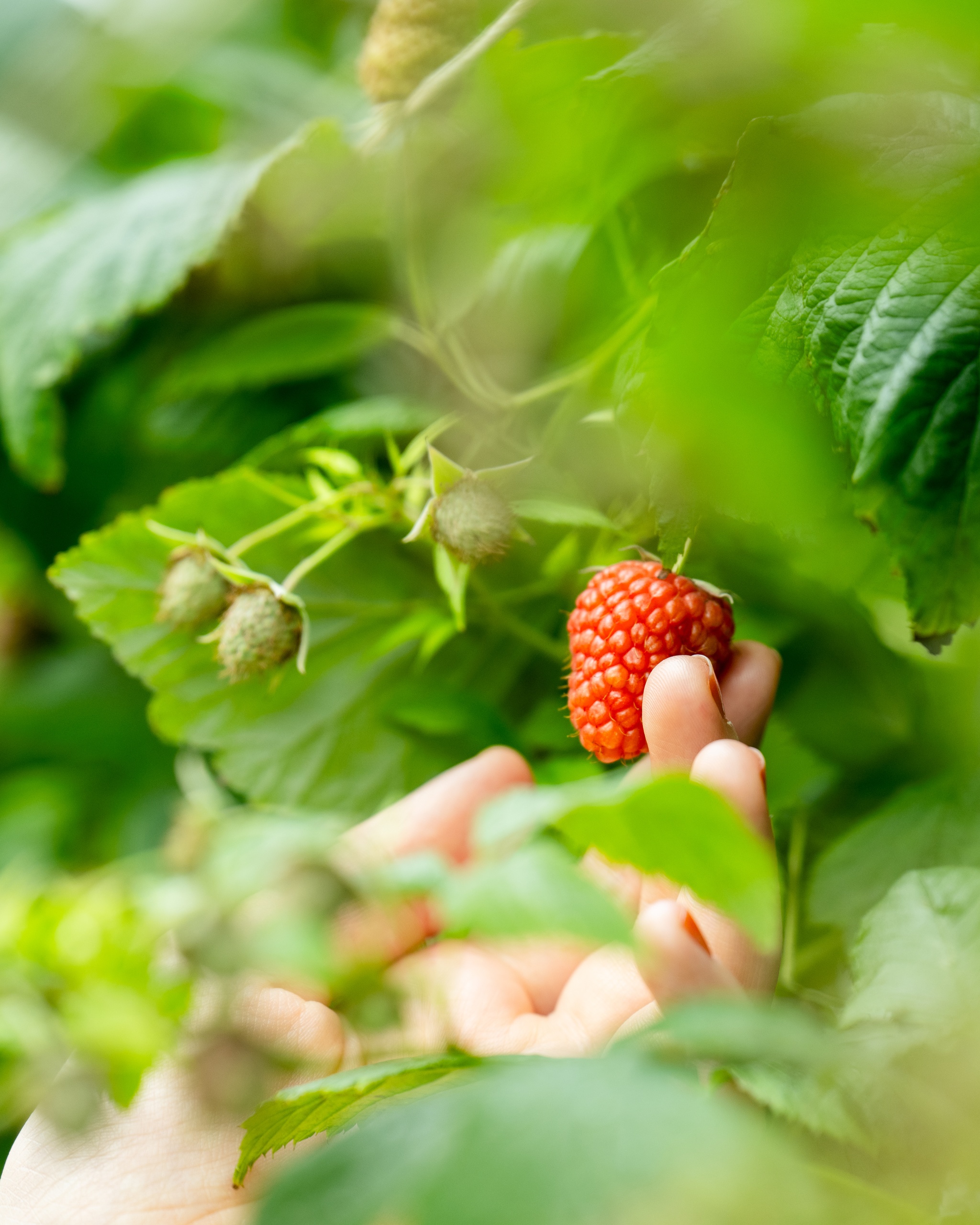 Digital Wellness - I frutti della lentezza