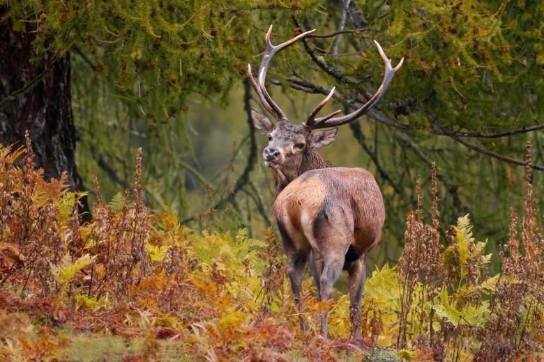 Bramito del Cervo di giorno